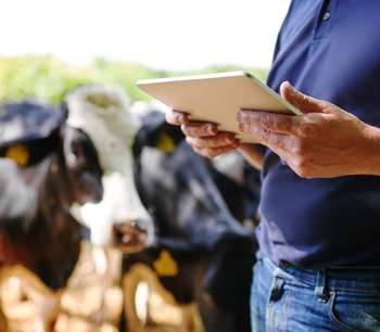 Man with iPad and cow in background.