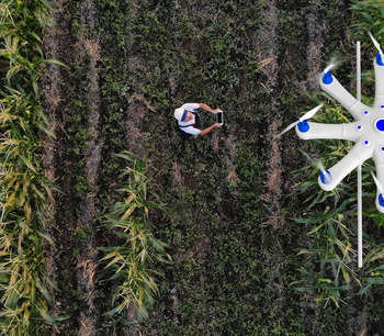 A bird's eye view of a man controlling a drone over a sugar cane field