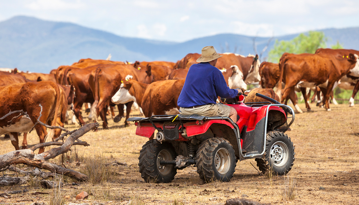 Farmer on a red quad bike herding cows.
