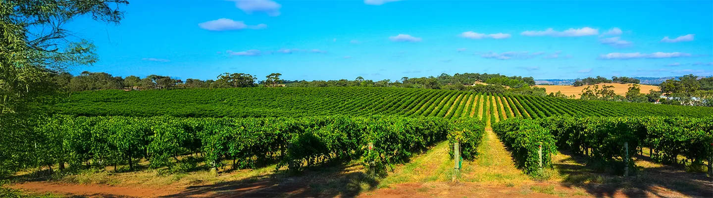 South Australia State Budget 2026-27 decorative image.