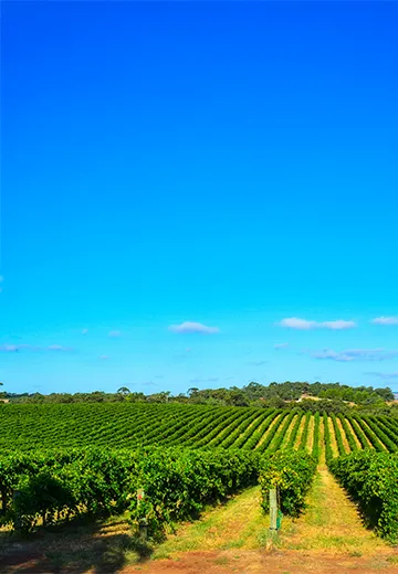 South Australia State Budget 2026-27 decorative image.