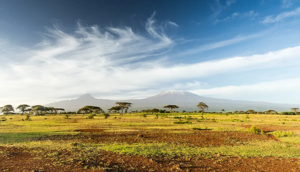 Grassy plains of the African landscape. Mt Kilimanjaro & Mawenzi peak and Acacia in the morning sun.